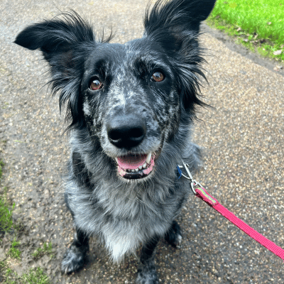 border collie